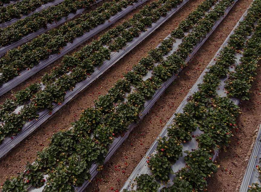 strawberries growing in field