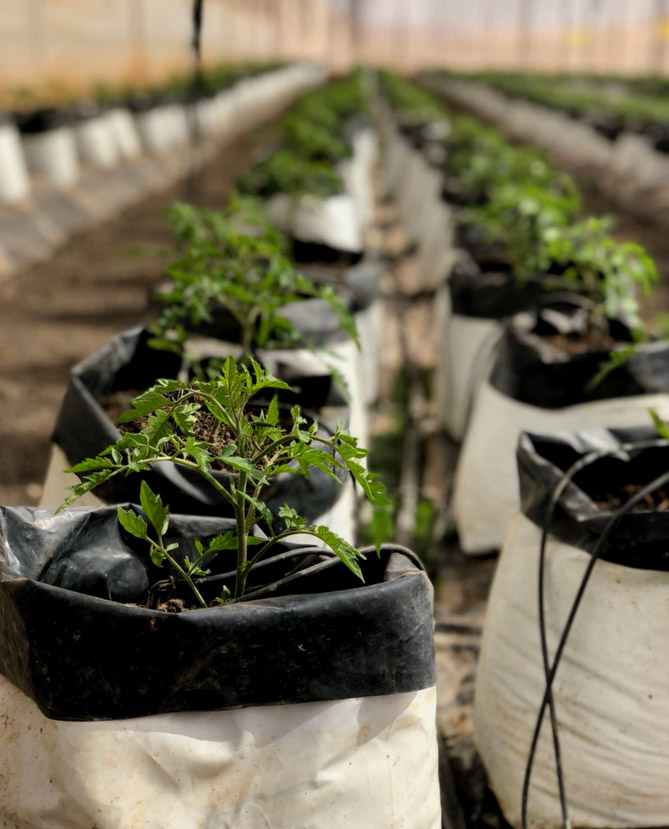 tomatoes growing